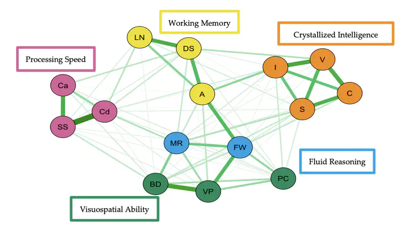 Psychometric Network Model of Intelligence